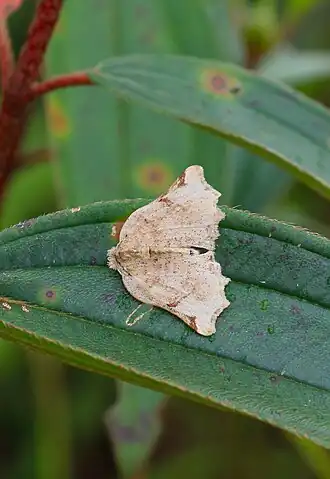 Arctornis tortricoides