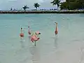 Flamingo's in Aruba