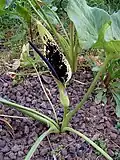 Arum dioscoridis