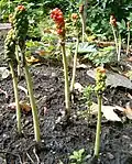 Arum orientale