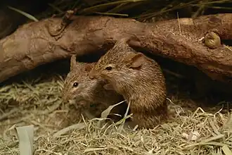 Arvicanthis neumanni