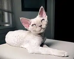 Lilac point katertje