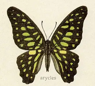 Graphium arycles