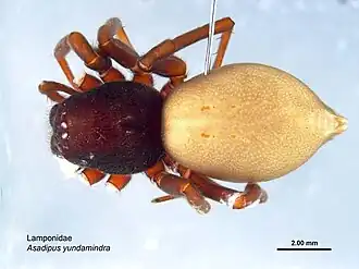 Asadipus yundamindra