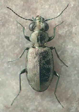 Asaphidion yukonense