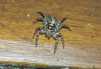 Asaphobelis physonychus