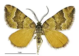 Xanthorhoe cinnabari