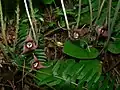 Asarum caudatum