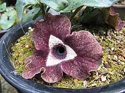Asarum delavayi