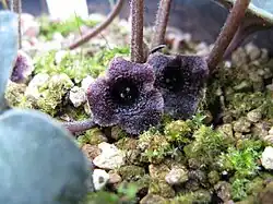 Asarum monodoriflorum