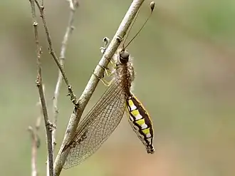 Ascalaphus (geslacht)