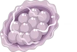 Ei in ontwikkeling van larve