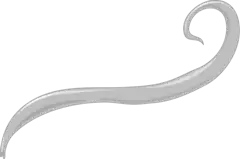 Mannelijke spoelworm