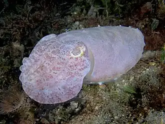 Sepia latimanus