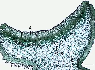 Apothecium van het korstmos Physcia. A = hymenium met asci, B = merg (mycelium), C = algenlaag. Schaal = 0,2&nbsp;mm.