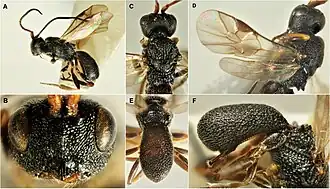 Ascogaster quadridentata