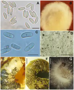 Ascosphaera aggregata: A) ascoporen. B) cultuur op V8 agar-voedingsbodem met myceliumgroei.; Ascosphaera proliperda: C) ascosporen. D) cultuur op SDA-voedingsbodem met wit mycelium en verspreid liggende, zwarte sporocysten. E–F) bijenlarven met vuilbroed veroorzaakt door bijenkalkbroed (A. aggregata). E) Dode ranonkelbij larve met volgroeide (zwart) en onvolgroeide (wit) sporocysten onder de huid. F) Verdroogde, opgezwollen, geïnfecteerde rosse metselbij larven G) Schimmeldraden en sporocysten van door bijenkalkbroed (A. proliperda) geïnfecteerde laven. Maatstrepen: A = 10&nbsp;µm, B = 2&nbsp;cm, C = 5&nbsp;µm, D = 825&nbsp;µm, E = 2&nbsp;mm, F = 1&nbsp;mm, G = 2&nbsp;mm.
