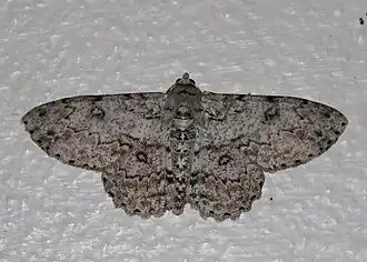 Ascotis reciprocaria