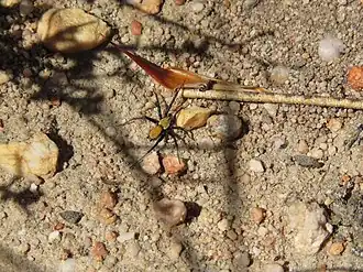 Asemesthes subnubilus