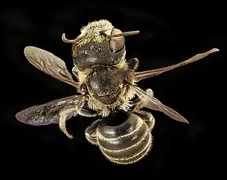 Ashmeadiella bucconis