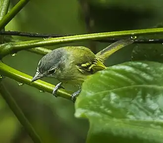 Grijskopvliegenpikker