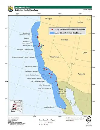 Californisch stormvogeltje