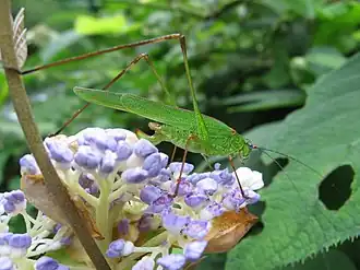 Phaneroptera nigroantennata