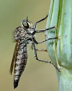 Dysmachus trigonus zijaanzicht