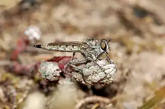 Machimus lacinulatus