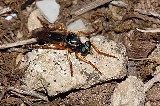 Saropogon leucocephalus