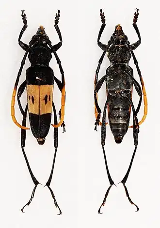 Asmedia flavofasciata