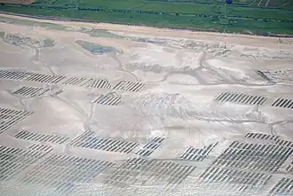 Oesterbedden op het strand van Asnelles-Meuvaines bij eb