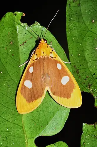 Asota javana