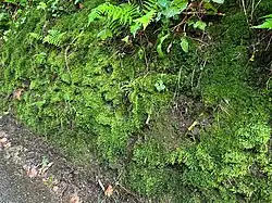 Bijna gesloten vorm van de associatie waarin zich kleine varens hebben gevestigd.