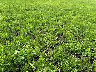 Vegetatieaspect in mei