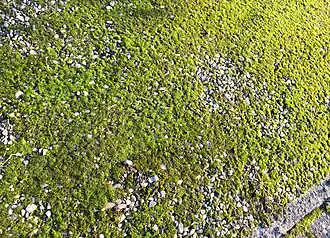 Typische subassociatie van de smaragdsteeltjes-associatie