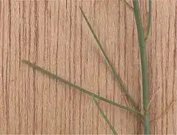 Naaldvormige "blaadjes"