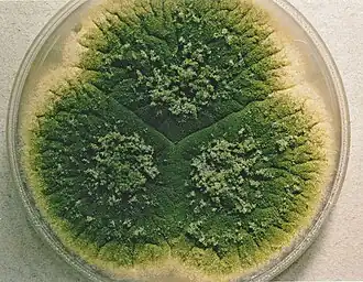 Aspergillus parasiticus