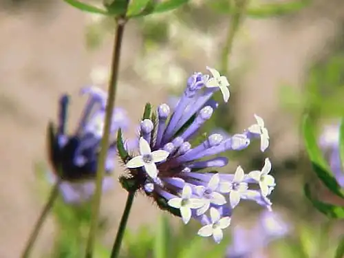 Asperula arvensis - Akkerbedstro