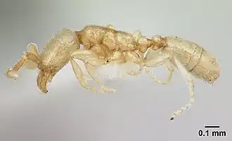 Asphinctanilloides amazona