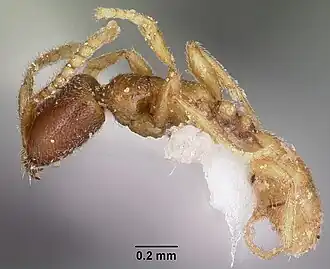 Asphinctanilloides manauara