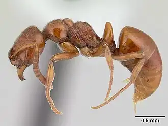 Asphinctopone differens