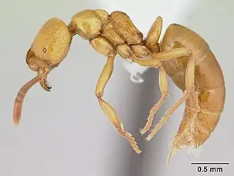 Asphinctopone silvestrii