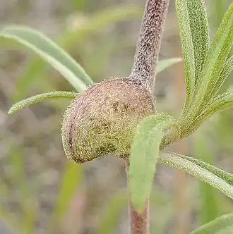 Asphondylia helianthiglobulus