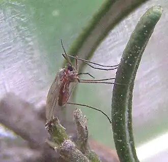 Asphondylia rosmarini