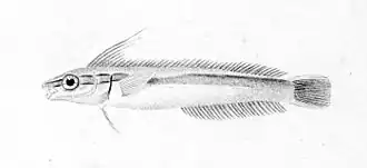 Aspidontus tractus