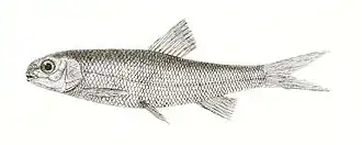 Aspidoparia