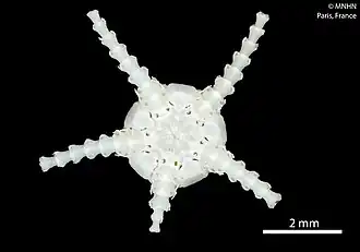 Aspidophiura cherbonnieri