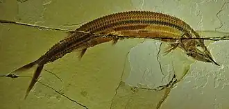 Aspidorhynchus