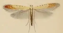 Aspilapteryx